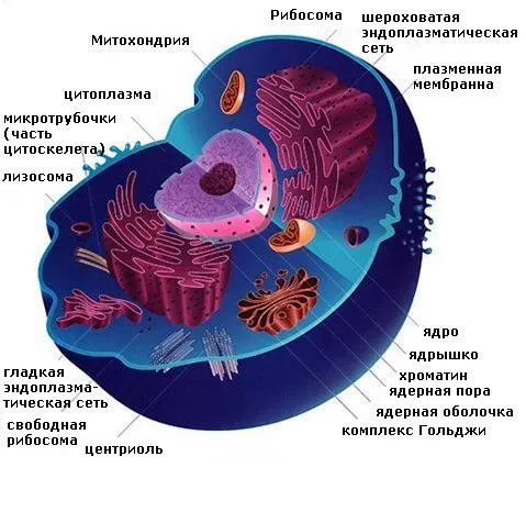 клетка1
