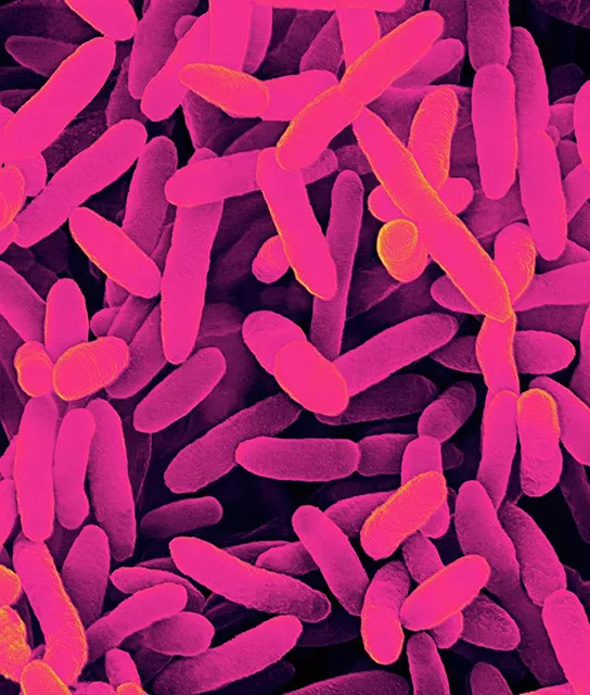 Бактерии Pseudomonas fluorescens