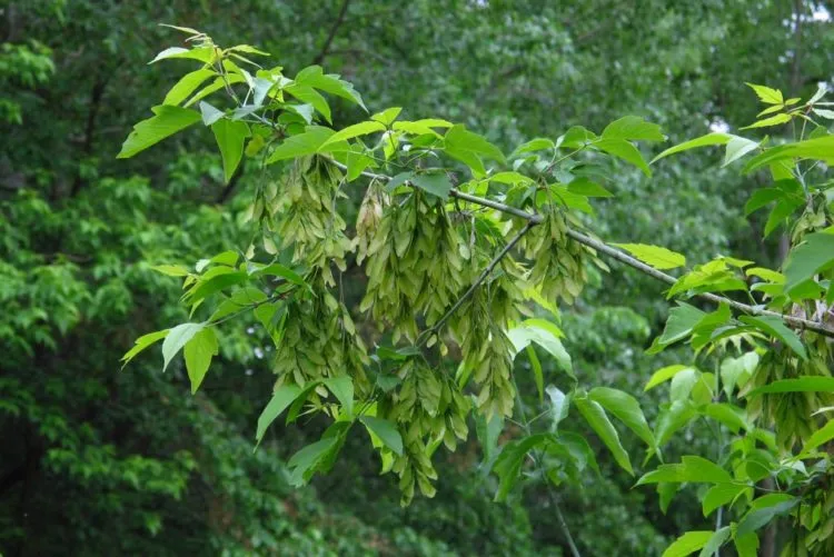 Клен американский (Acer negundo L.)