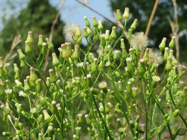 Мелколепестник канадский (Erigeron canadensis L.)