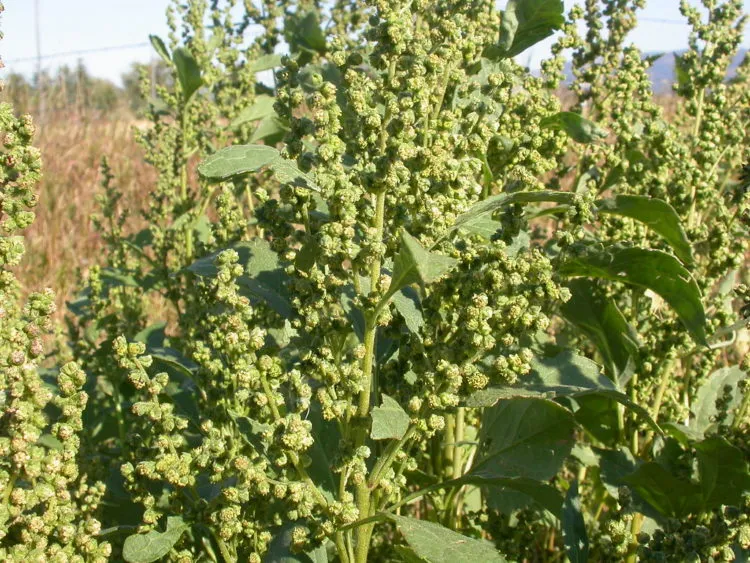 Циклахена дурнишниколистная (Cyclachaena xanthiifolia (Nutt.) Fresen.)