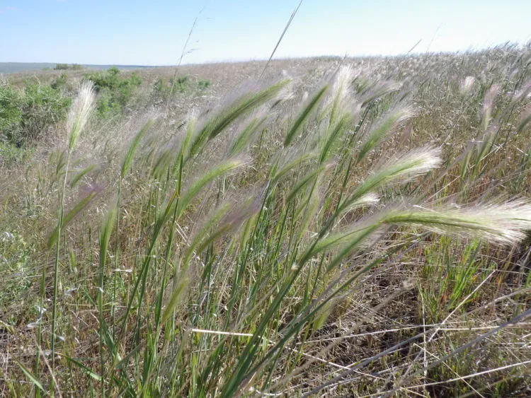 Ячмень гривастый (Hordeum jubatum L.)