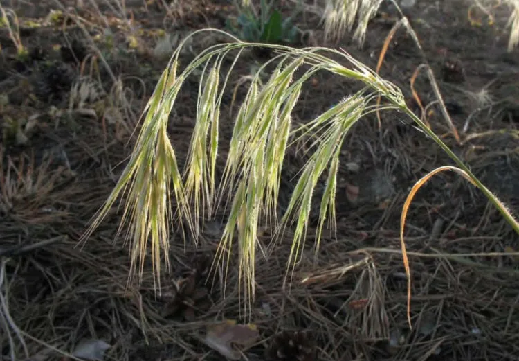 Костёр кровельный (Anisantha tectorum (L.) Nevski)