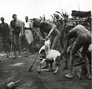 Обряд жертвоприношения в племени Нуэр