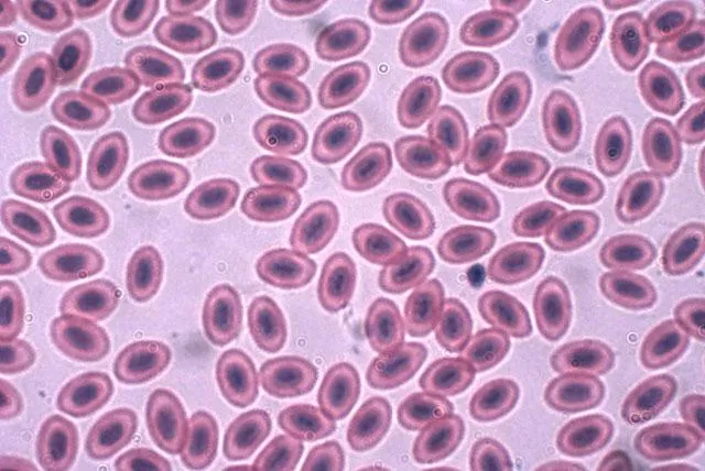 Красные кровяные тельца цыпленка, увеличенные в 1000 раз