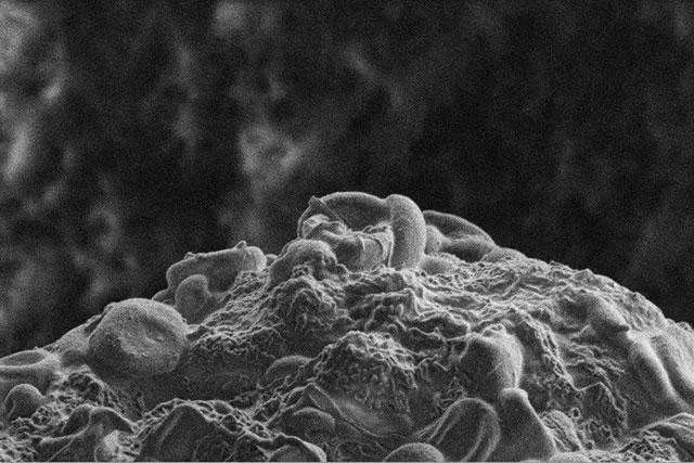 Фибриновый сгусток, полученный путем добавления тромбина в цельную кровь