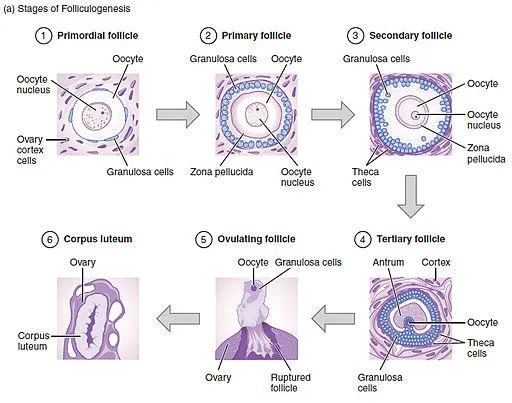 Anatomy & Physiology, Connexions Web site. http: