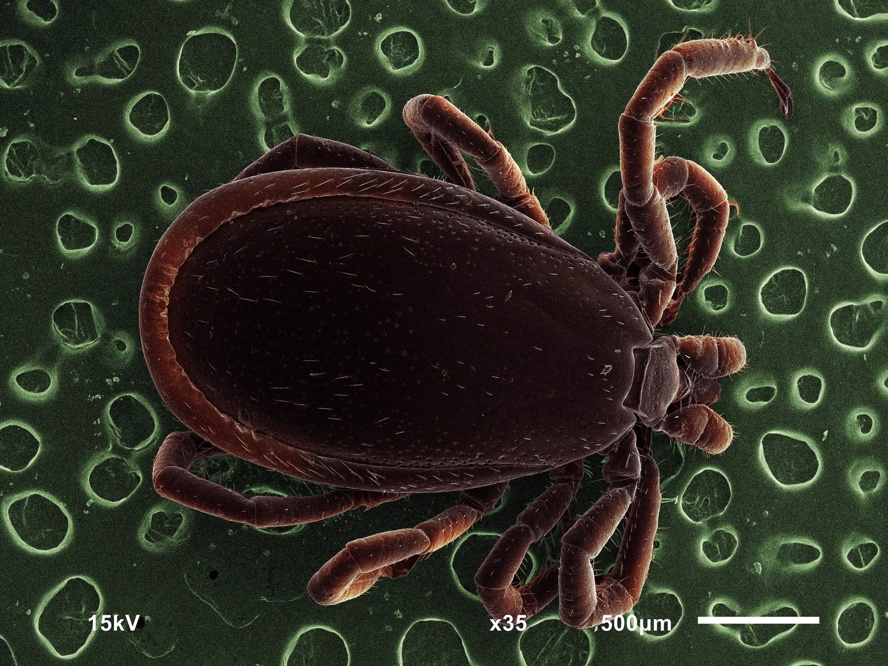 Иксодовый клещ — переносчик клещевого энцефалита