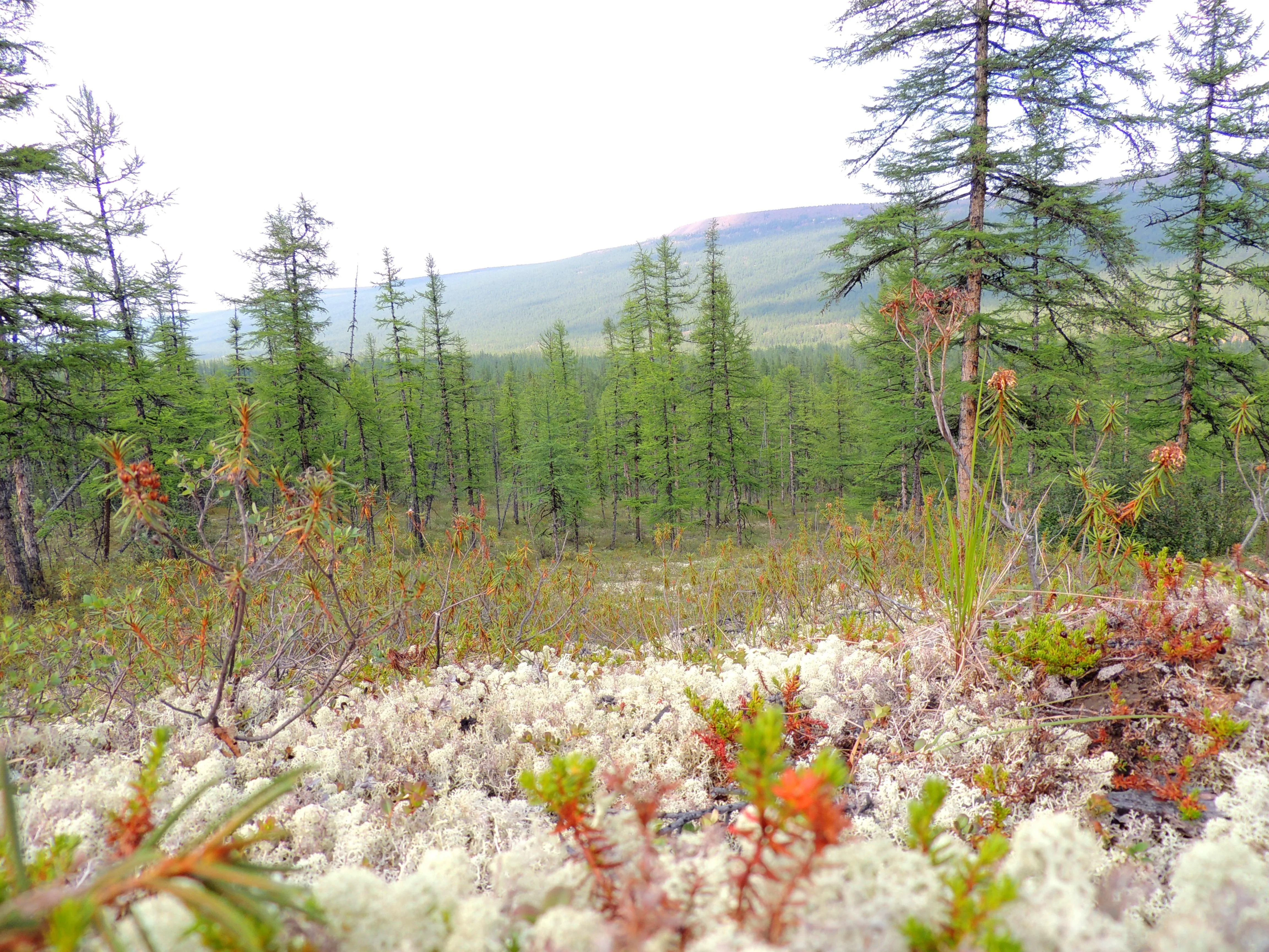 Пейзажи Путорана