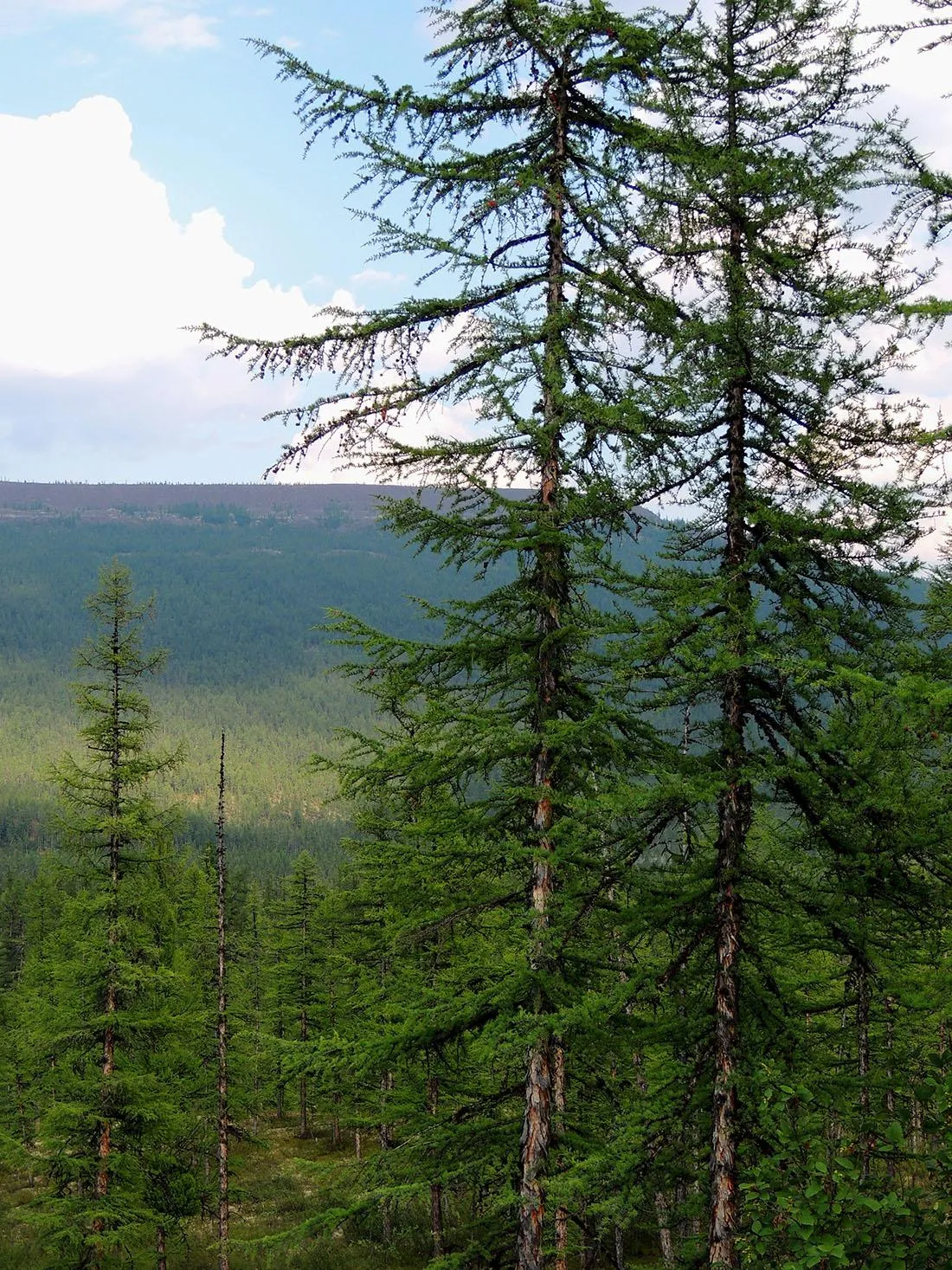 Лес на плато Путорана