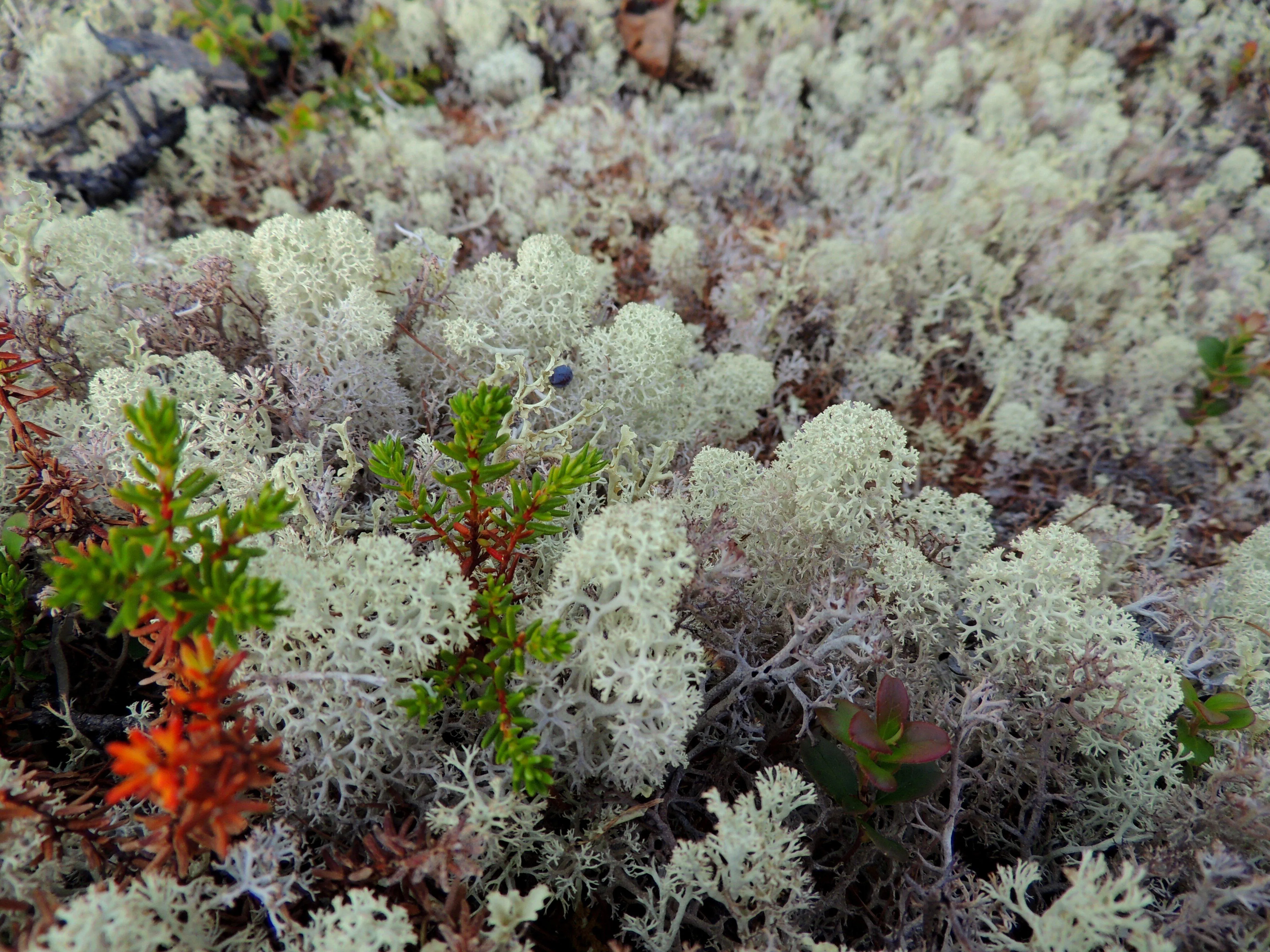Заросли лишайника