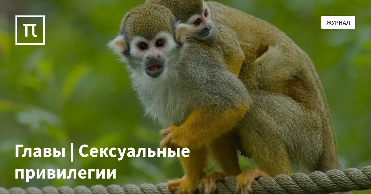 Порно секс женщины и обезьяны онлайн. Лучшее секс видео бесплатно. Порно секс женщины и обезьяны онлайн. Лучшее секс видео бесплатно.