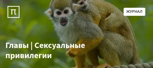 Обезьяны и секс. Просто супер!!! Обезьяны и секс. Просто супер!!!