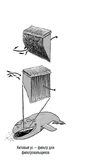 Китовый ус — фильтр для фильтровальщиков