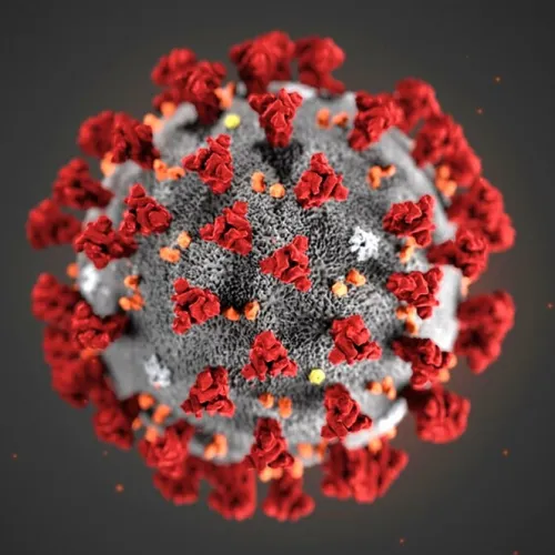 Novel Coronavirus (2019-nCoV)