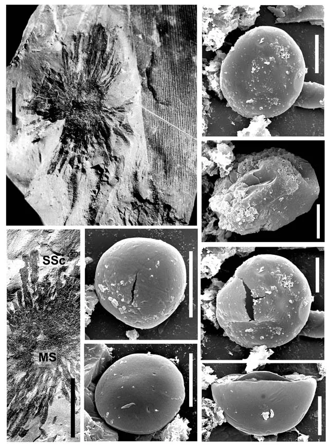 Лонгриды: Особенности строения голосеменных класса войновскиевых
