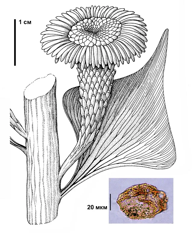 Лонгриды: Особенности строения голосеменных класса войновскиевых