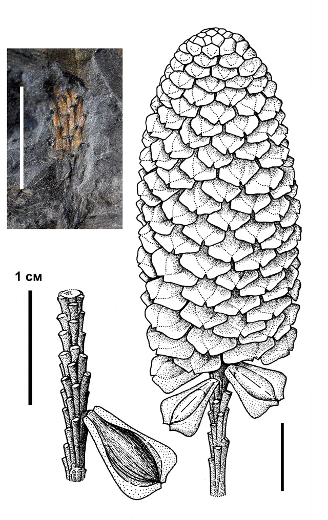 Лонгриды: Особенности строения голосеменных класса войновскиевых