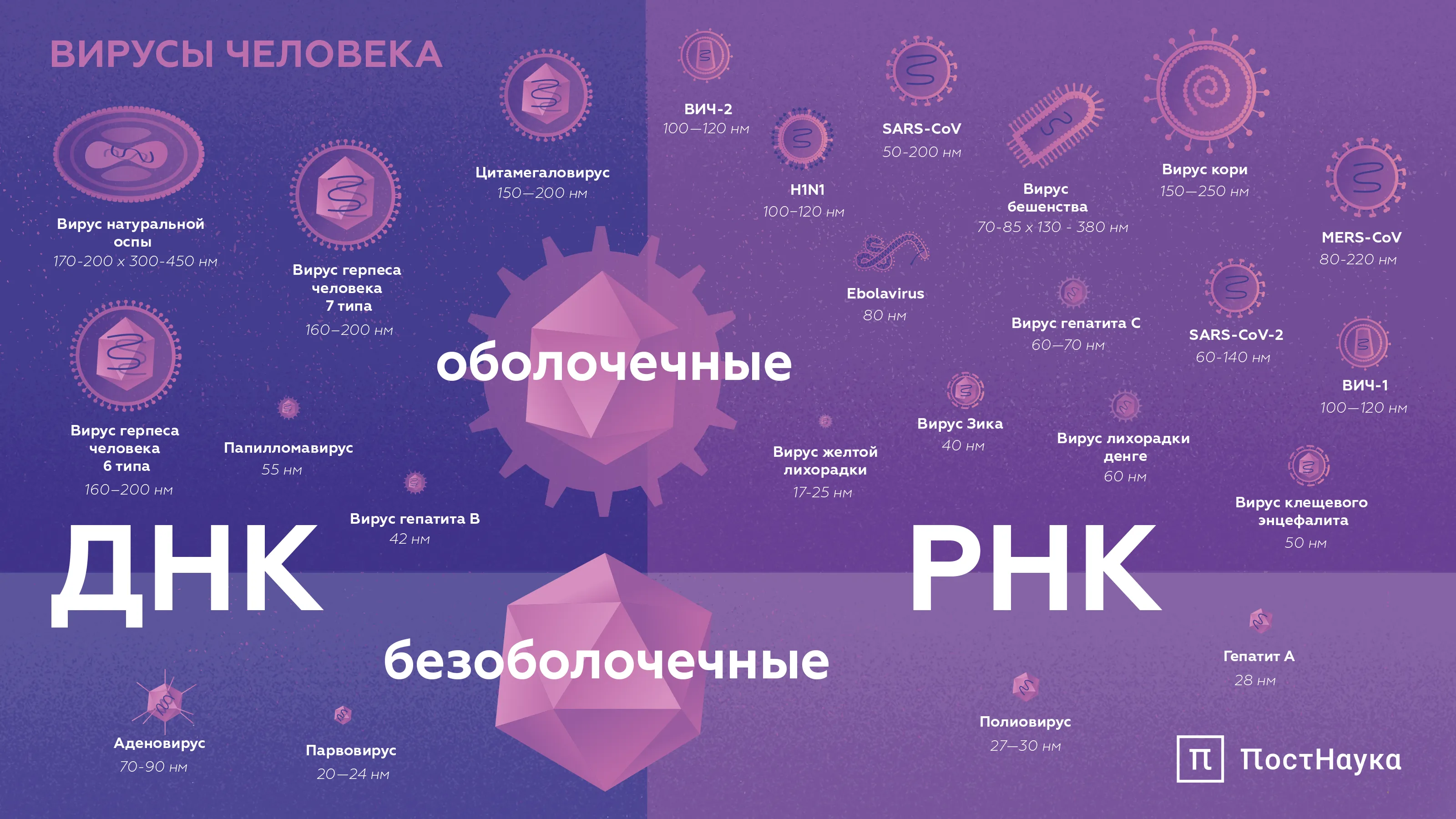 Размеры и строение вирусов человека