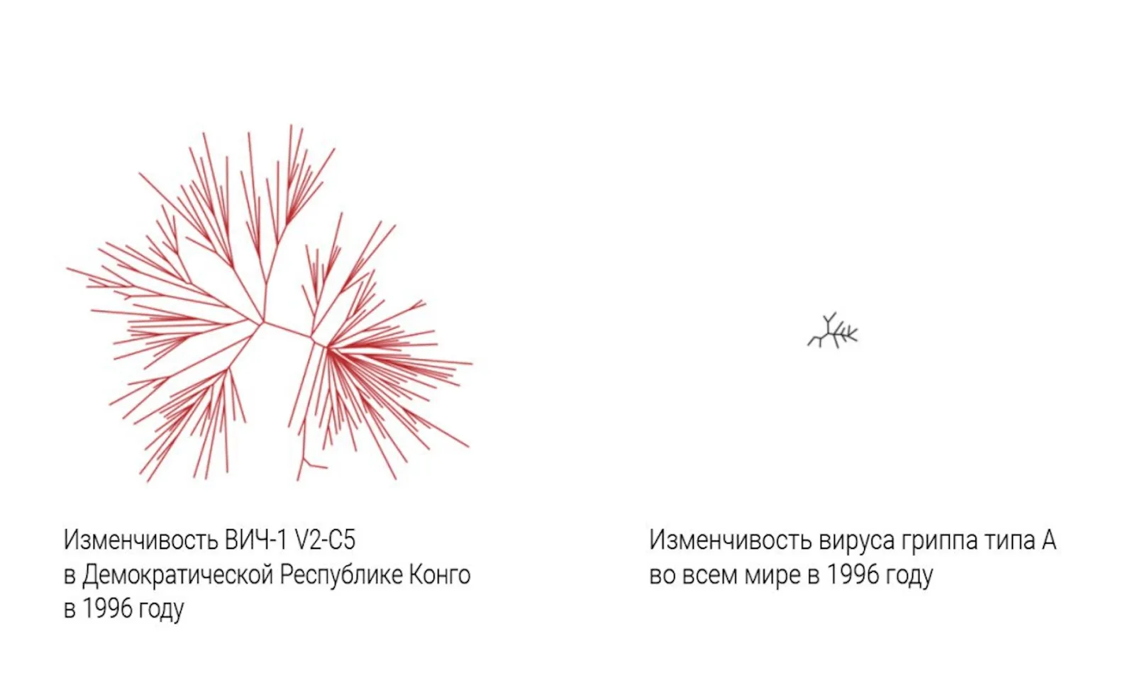 Изменчивость вирусов ВИЧ и гриппа