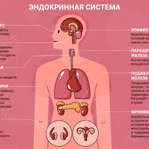 Эндокринная система человека