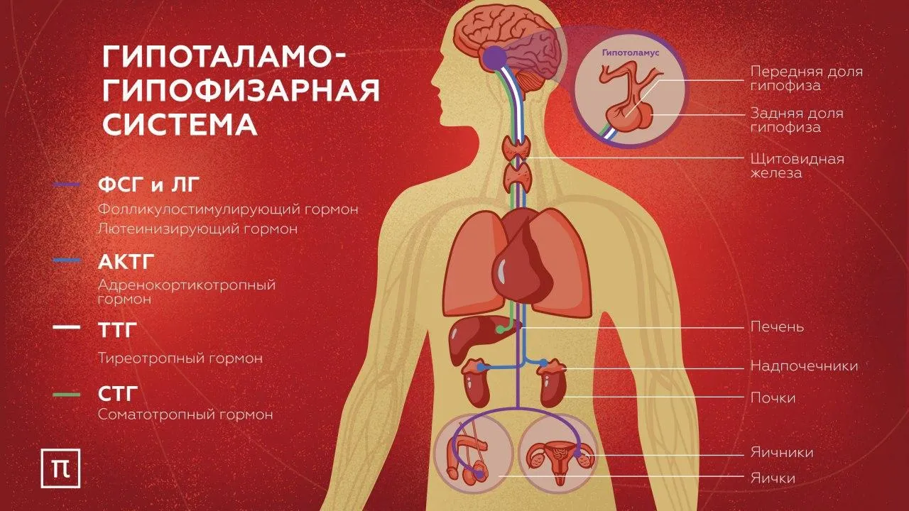 WTF: Центр эндокринной системы: кто управляет гормонами?