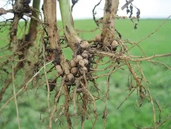 Лонгриды: Настоящее разнообразие жизни: что умеют бактерии