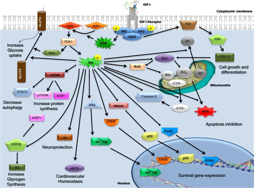 Сигнальный каскад активации рецептора IGF-1