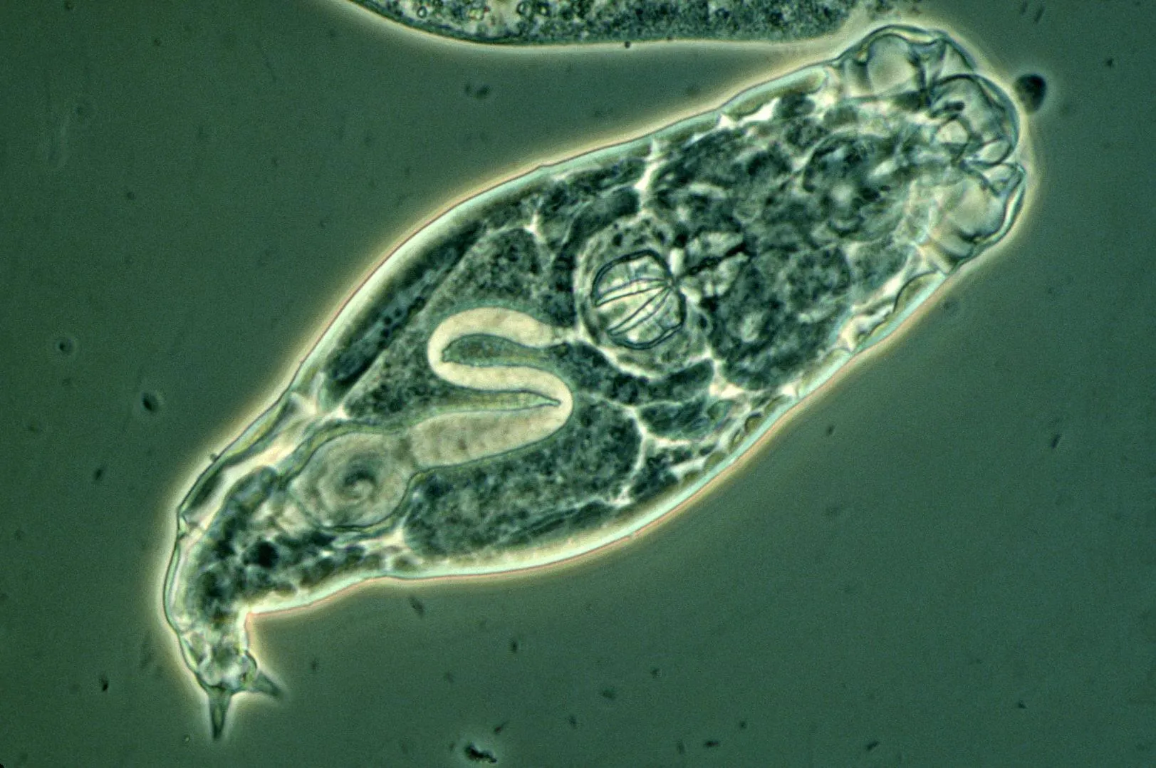Бделлоидная коловратка Adenita sp