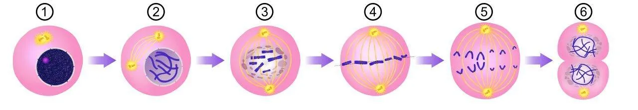 Схема митоза: 1) Интерфаза 2) Профаза 3) Прометафаза 4) Метафаза 5) Анафаза