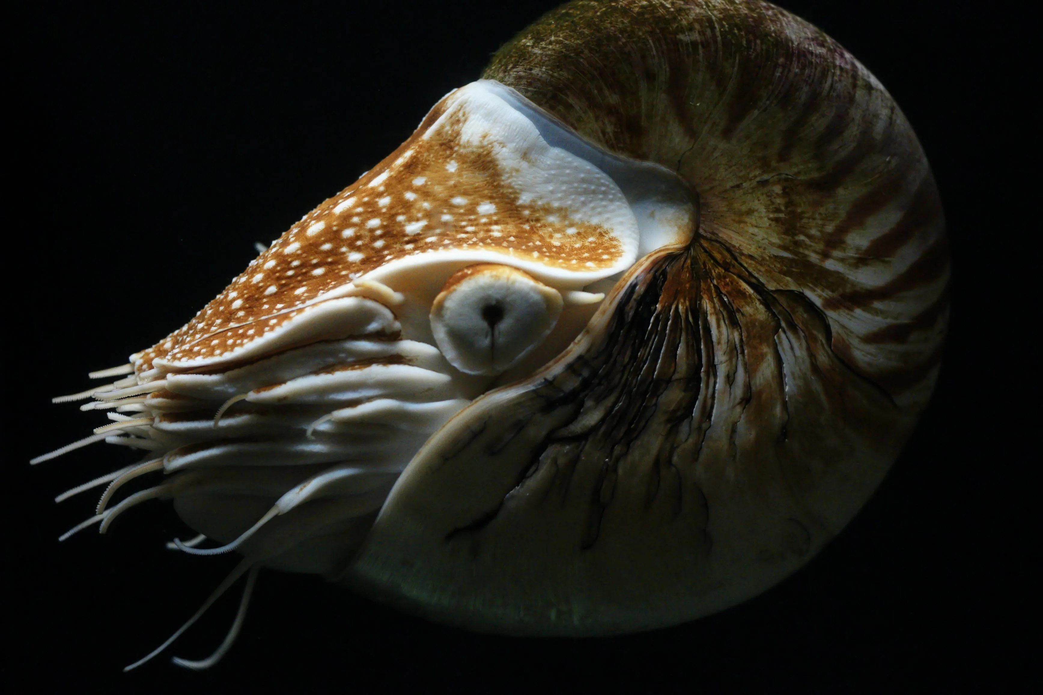 Nautilus pompilius