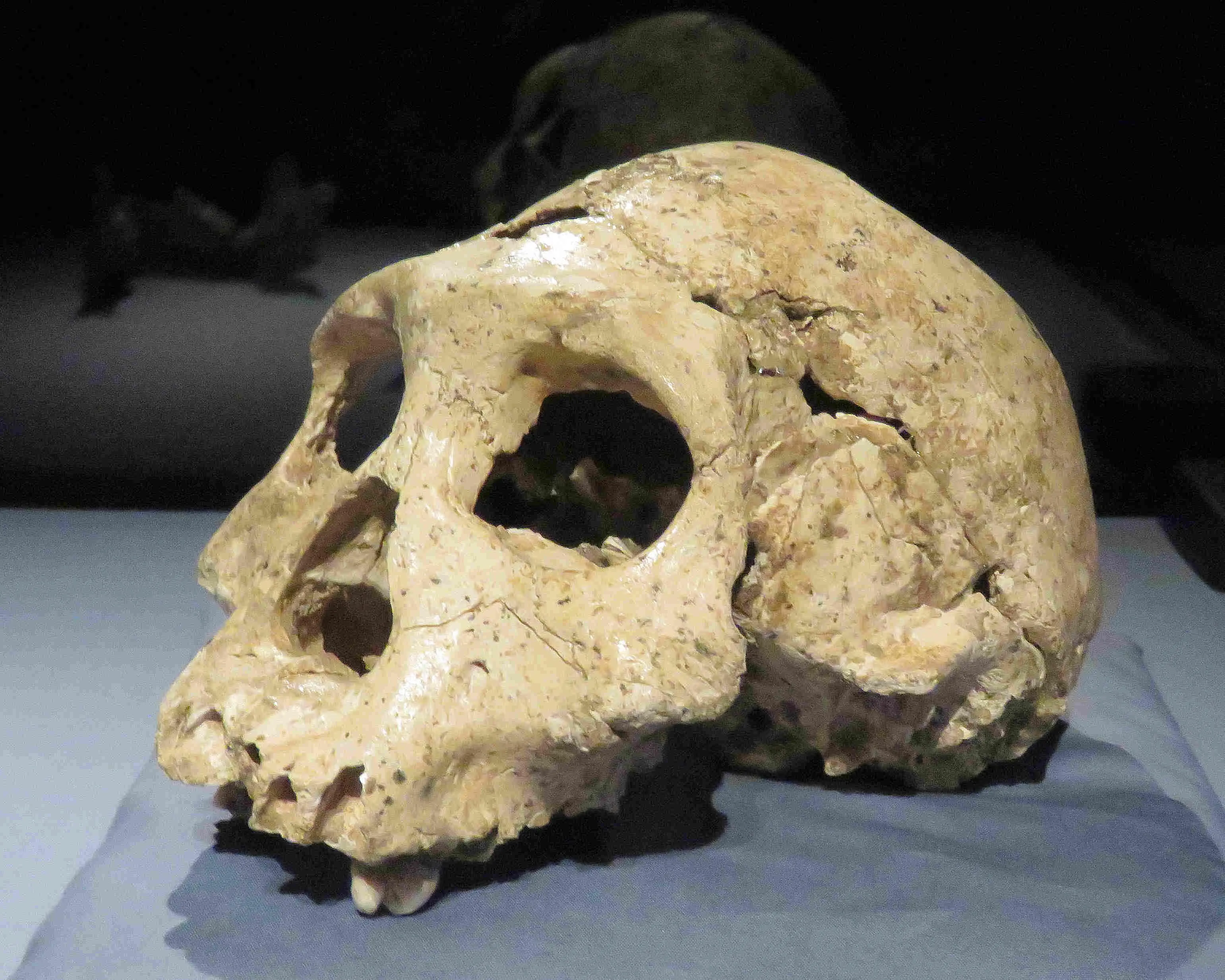 Череп из Дманиси D2700