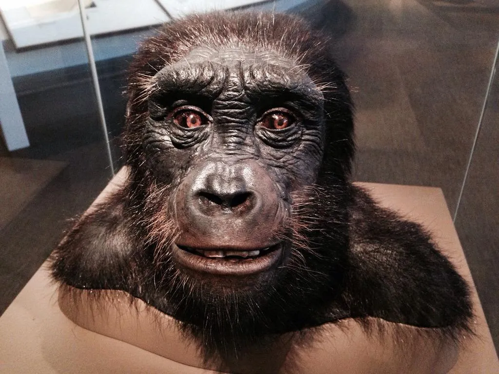 Модель головы Sahelanthropus tchadensis в музее Естественной истории,