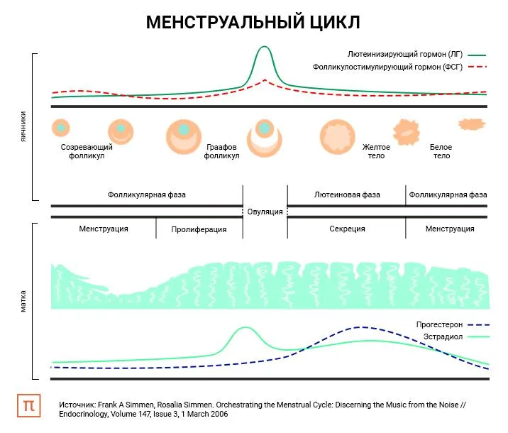 Лонгриды: Стресс и репродуктивная система