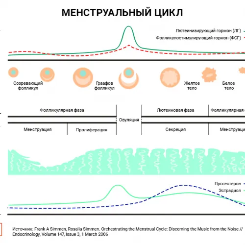 Менструальный цикл