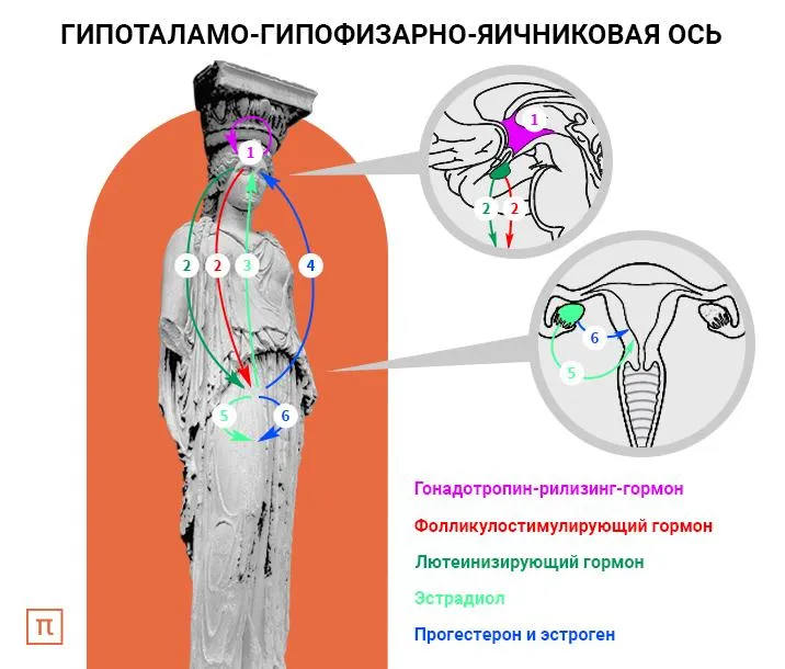 WTF: Менструальный цикл