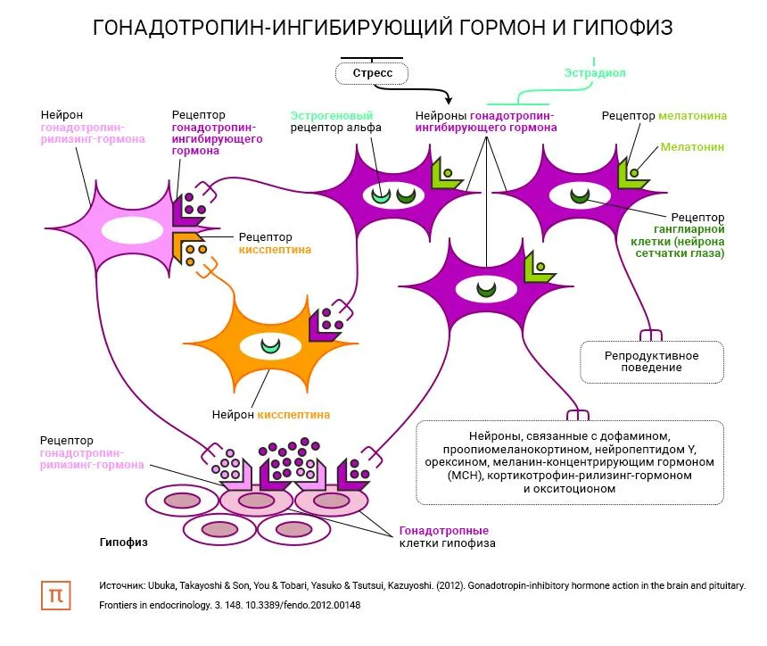 Лонгриды: Стресс и репродуктивная система