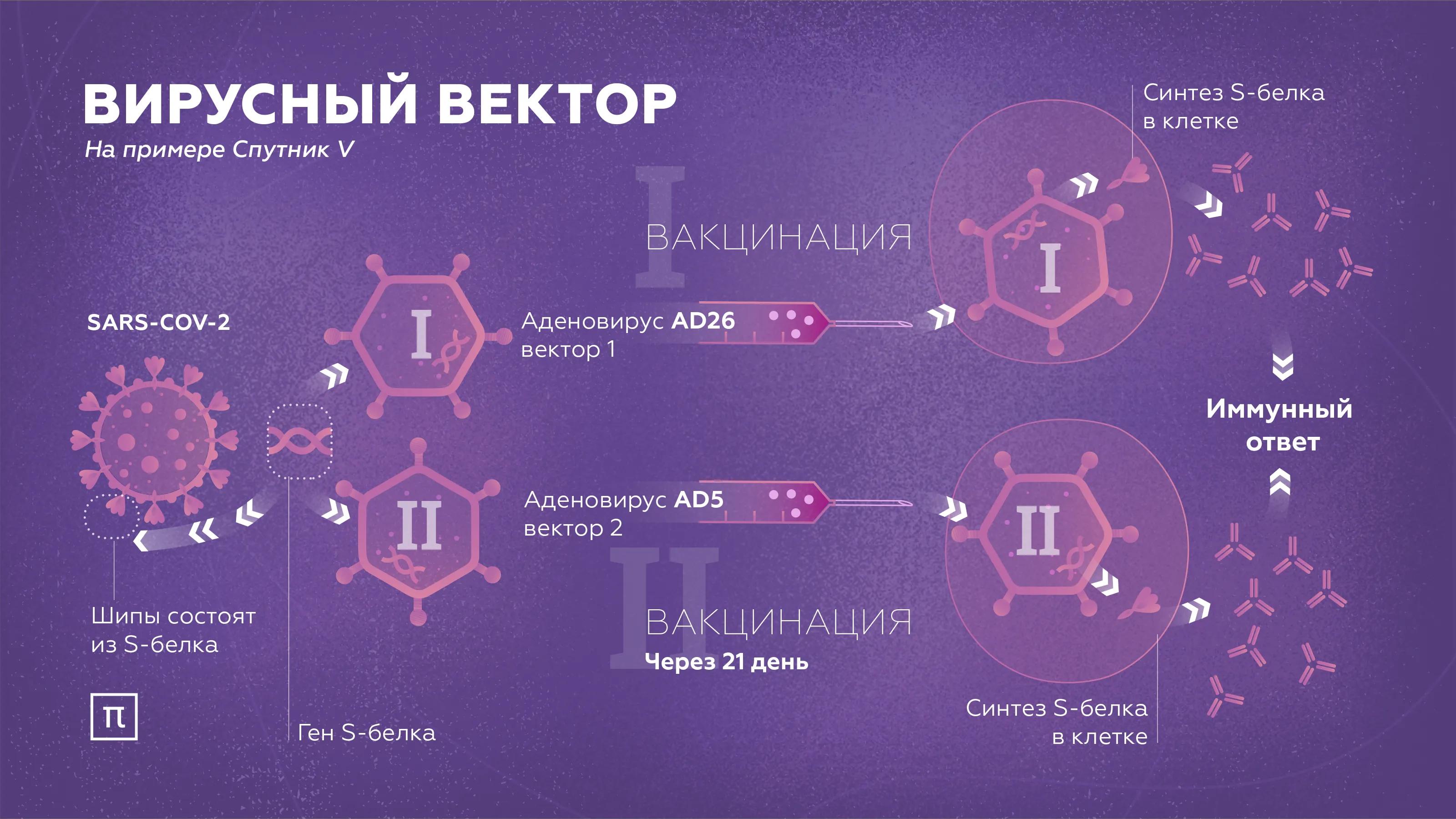 Вакцины на основе вирусных векторов / ПостНаука