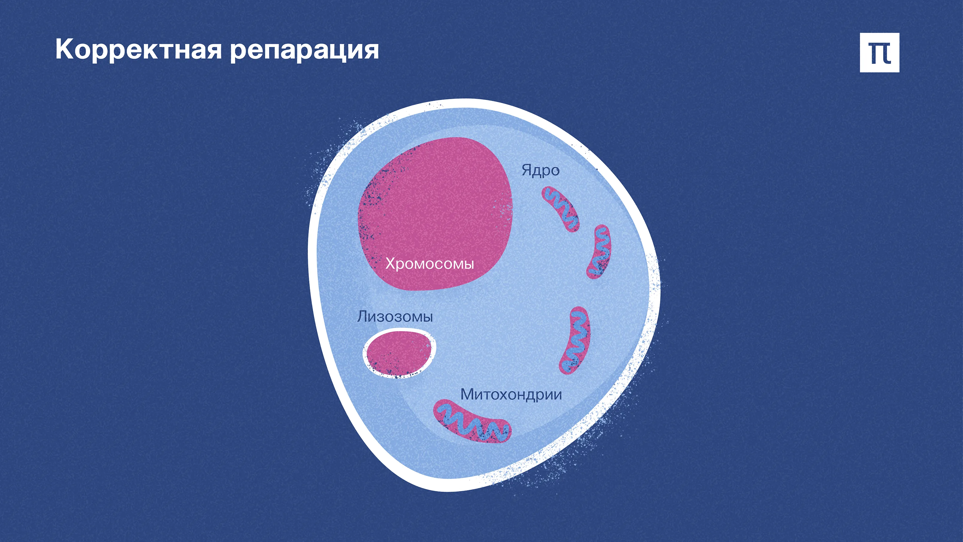 Клетка полностью восстанавливается // ПостНаука