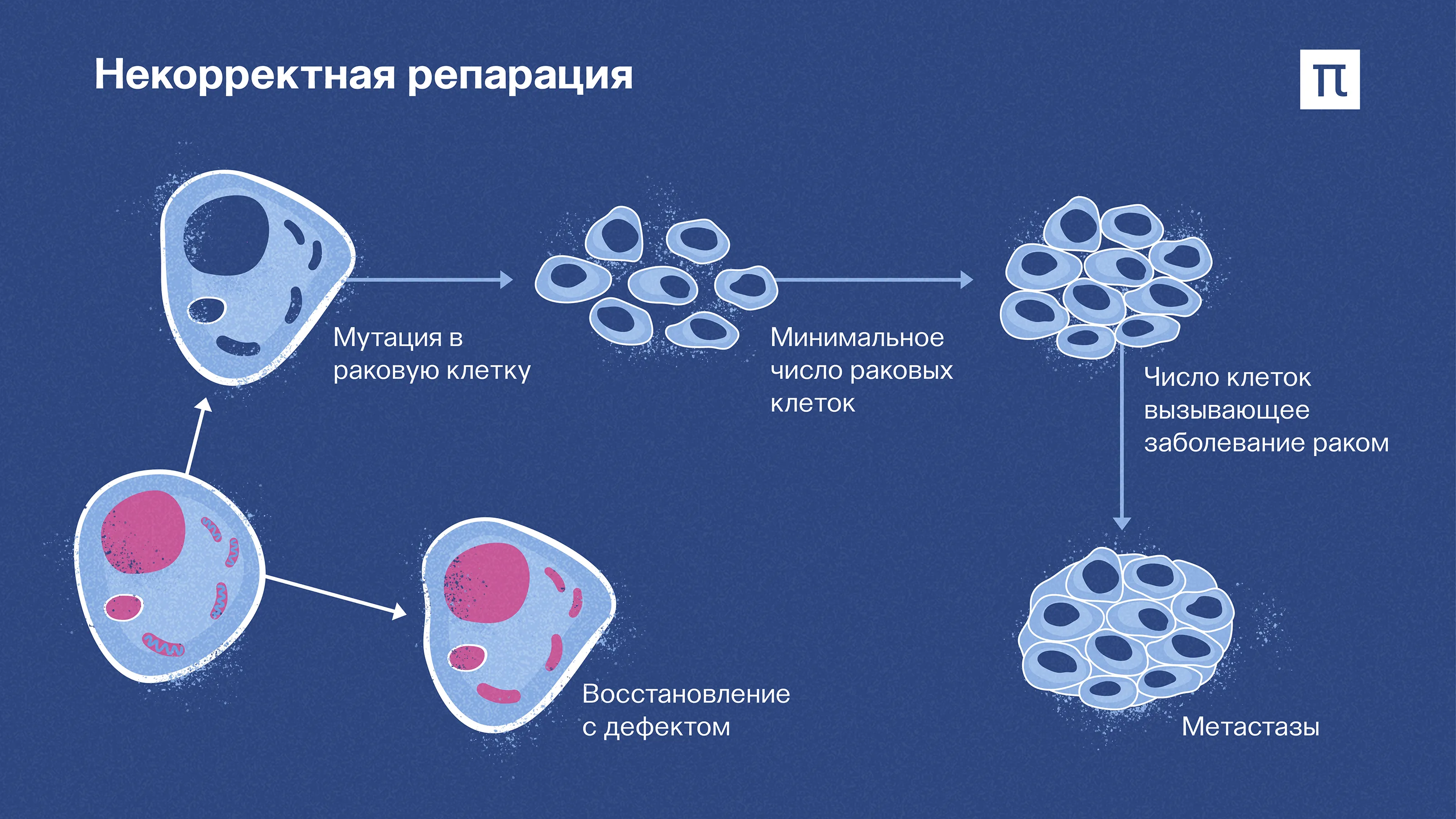 Клетка восстанавливается с дефектом или мутирует в раковую и продолжает делиться // ПостНаука