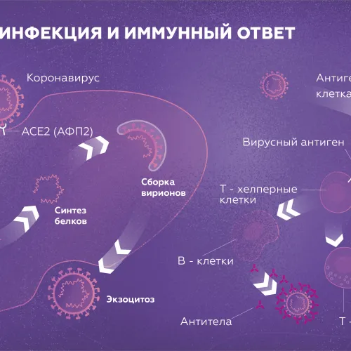Как вирусы заражают клетки?