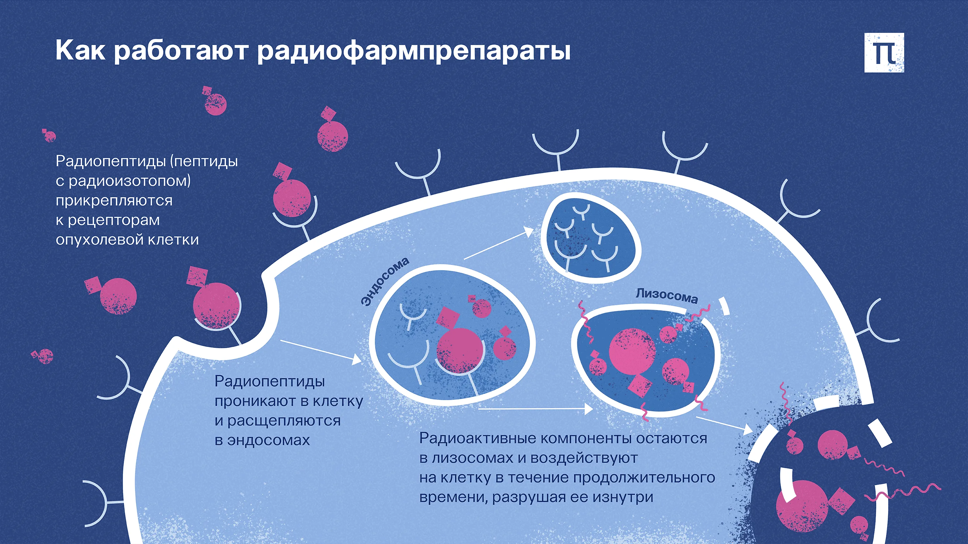 Екатерина Золотарева для ПостНауки