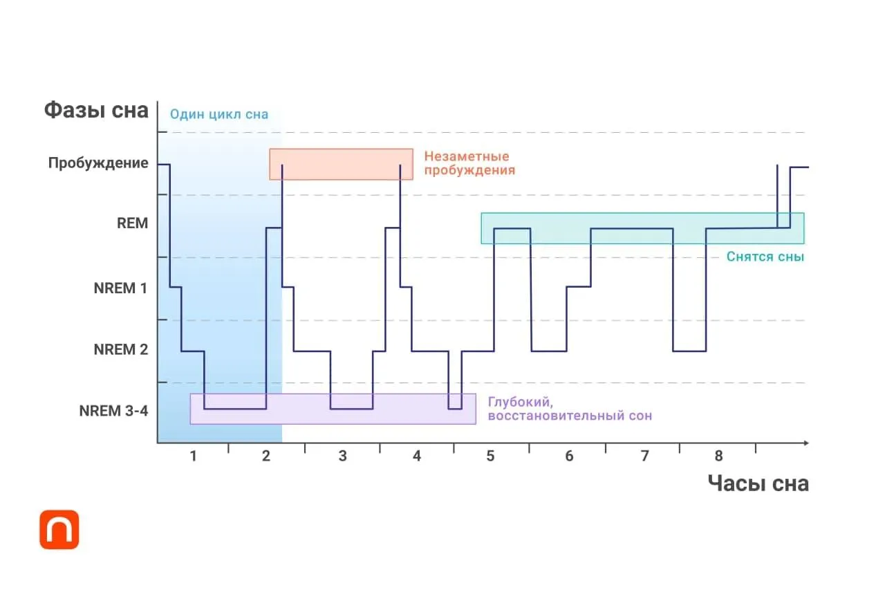 Ксения Рыкова для ПостНауки