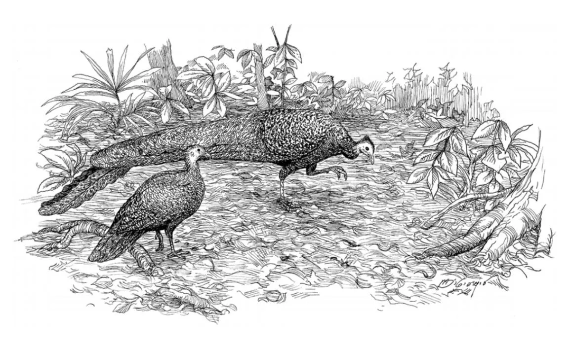 Ритуальные прохаживания самца аргуса