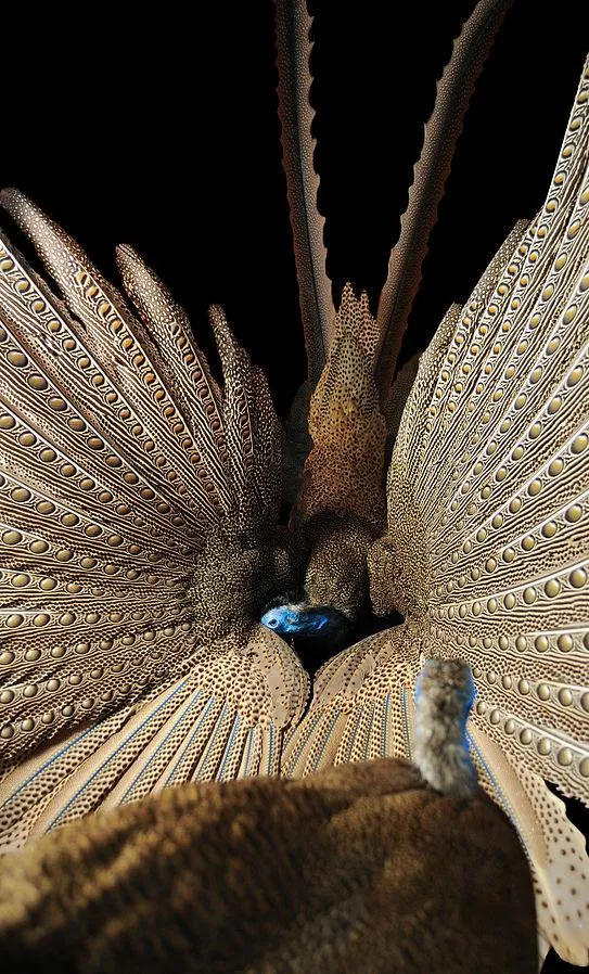 Самец аргуса