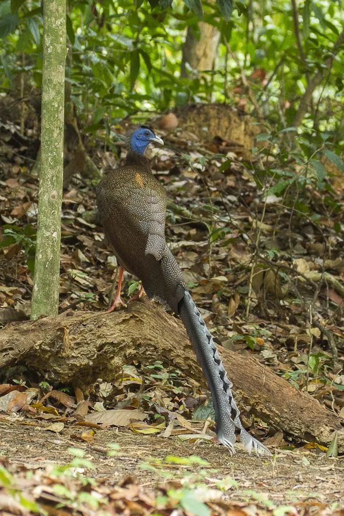 Фазан аргус