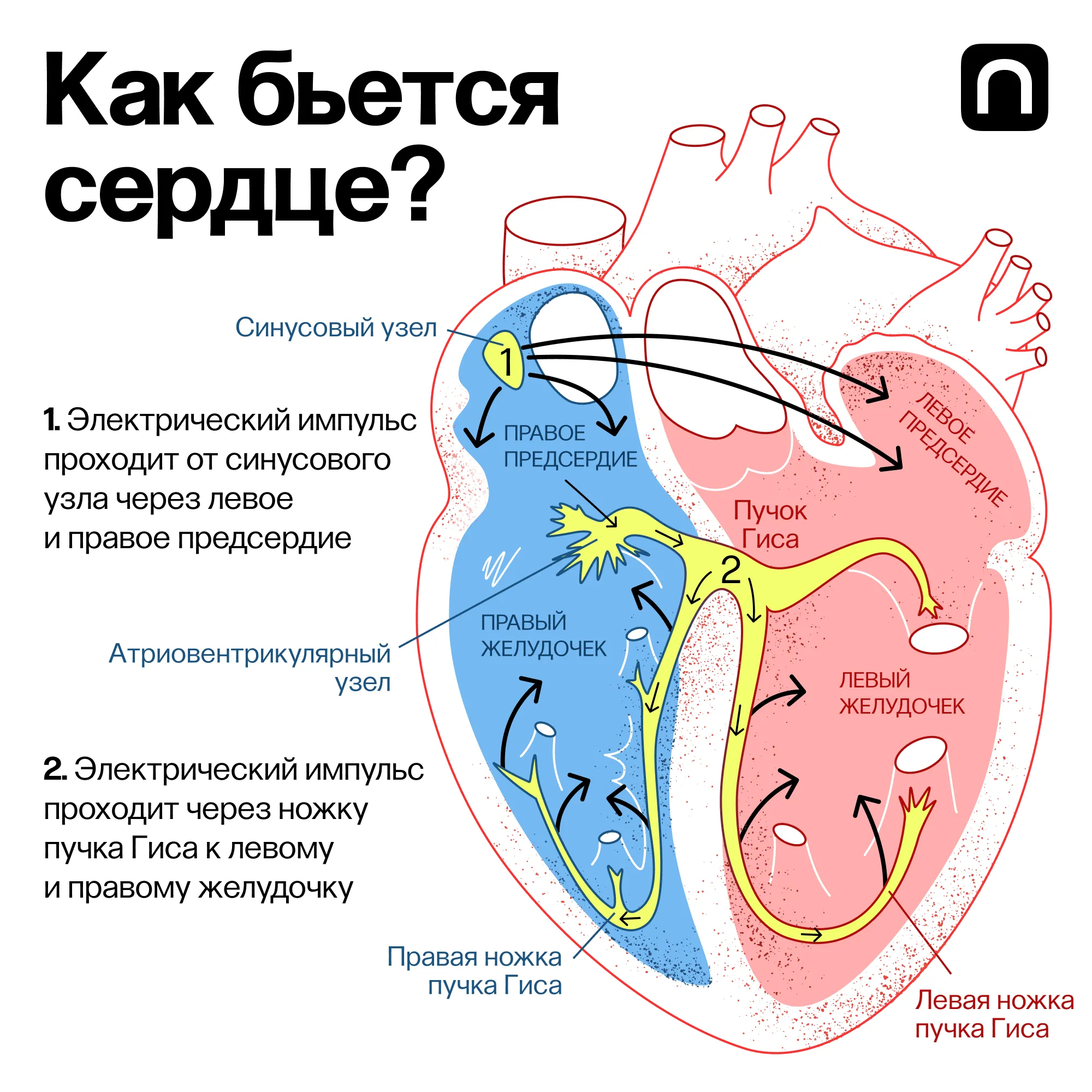 Катя Золотарева для ПостНауки