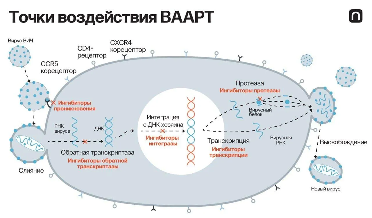 Катя Золотарёва для ПостНауки