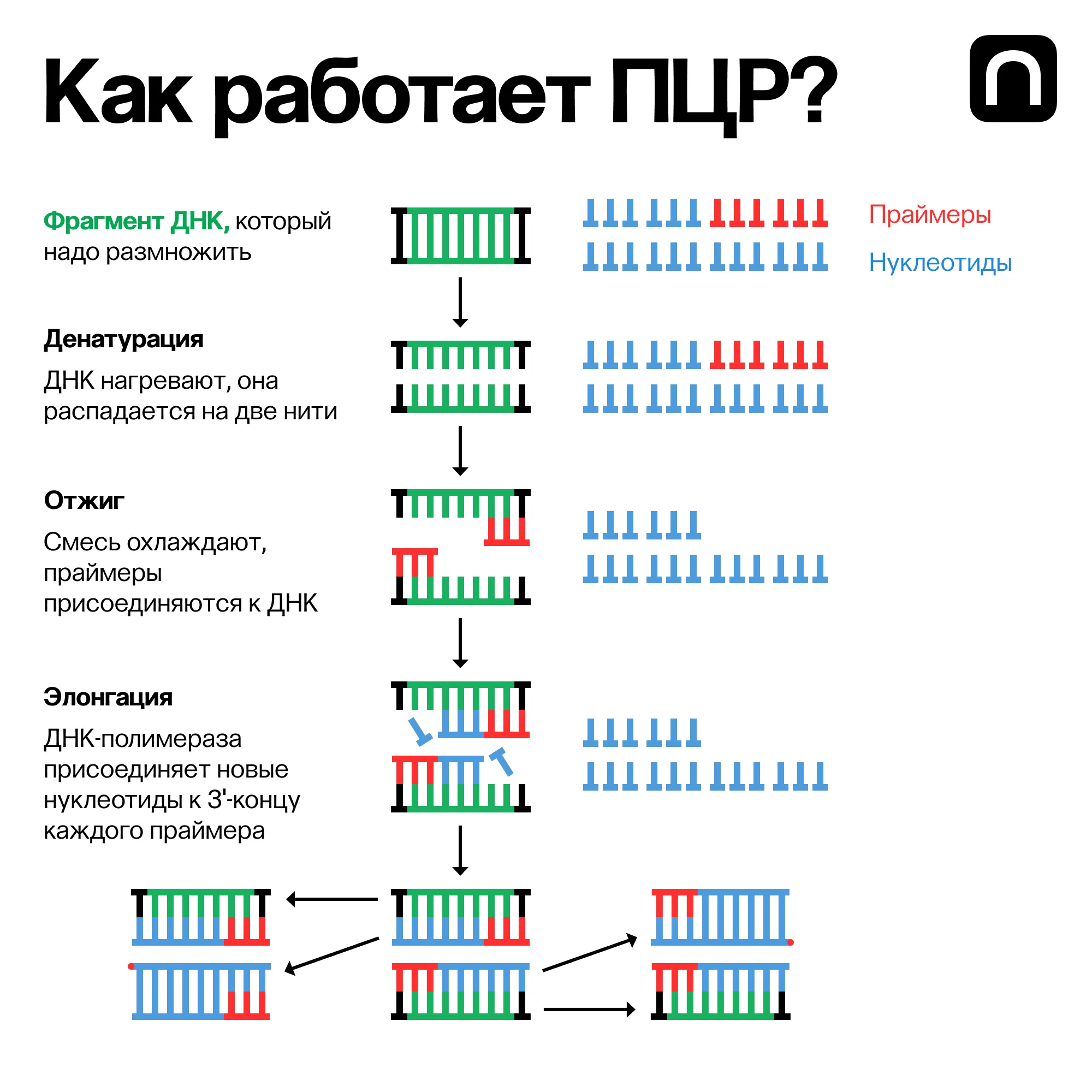 Катя Золотарёва для ПостНауки
