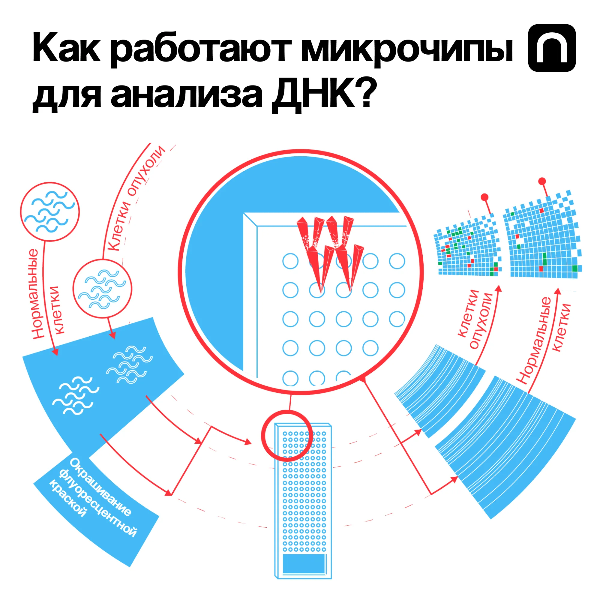 Юлия Кузьмина для ПостНауки